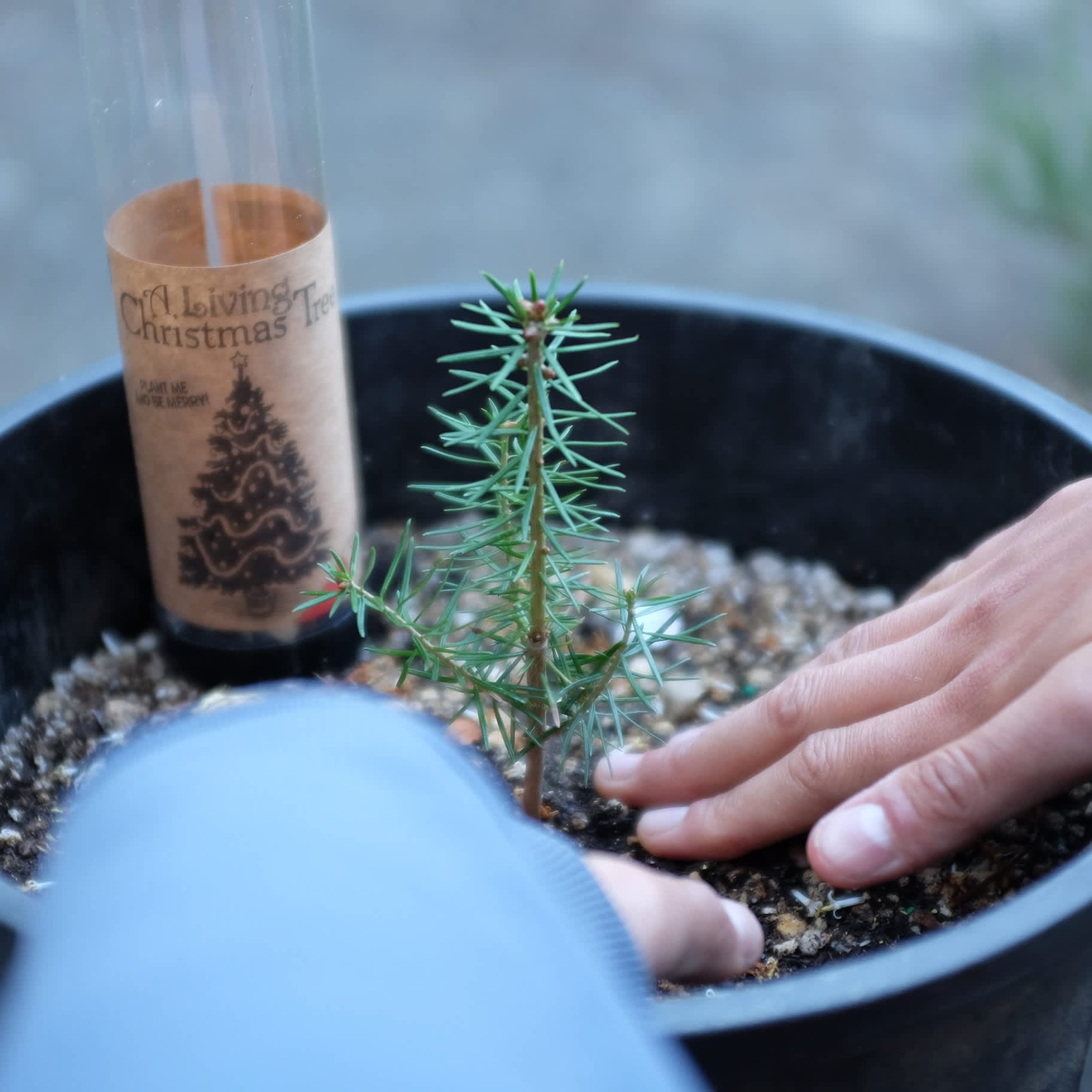 Balsam Fir, Live Tree Typo Market