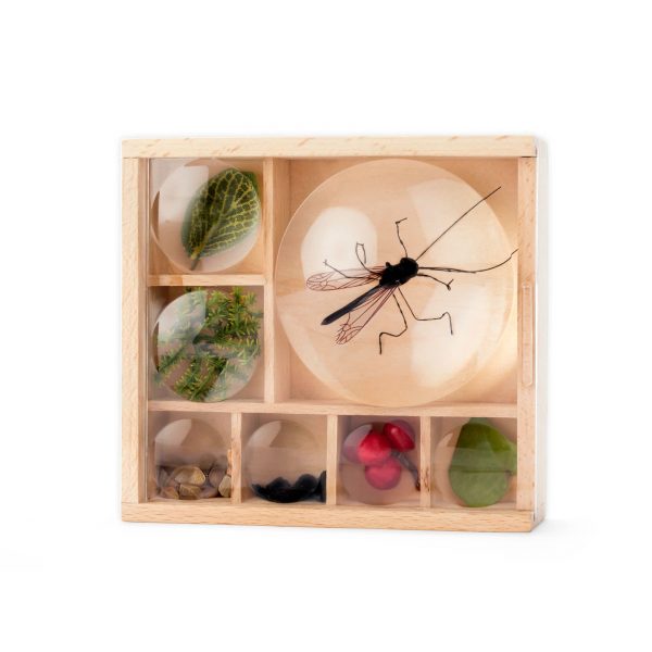 Bug Box