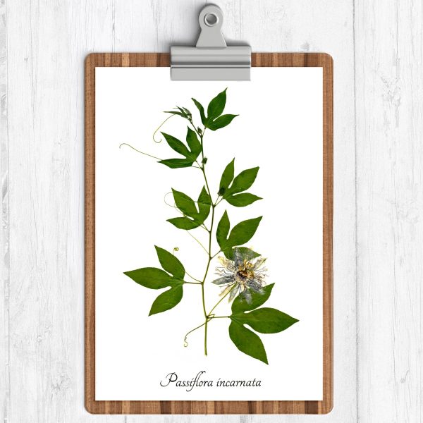 Purple Passionflower Print