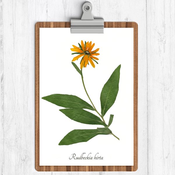 Black Eyed Susan Print