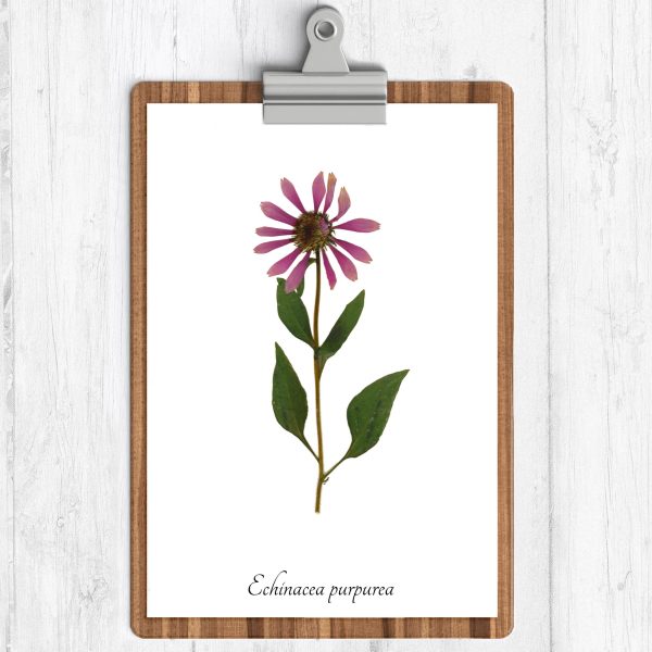 Purple Coneflower Print