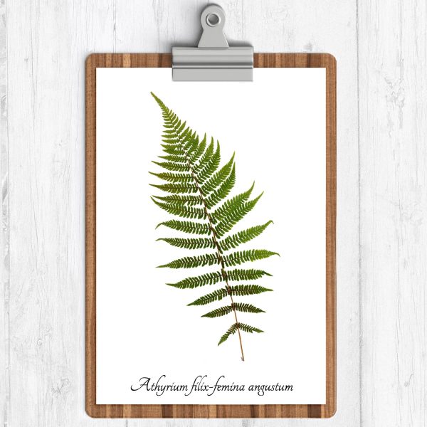 Lady Fern Print