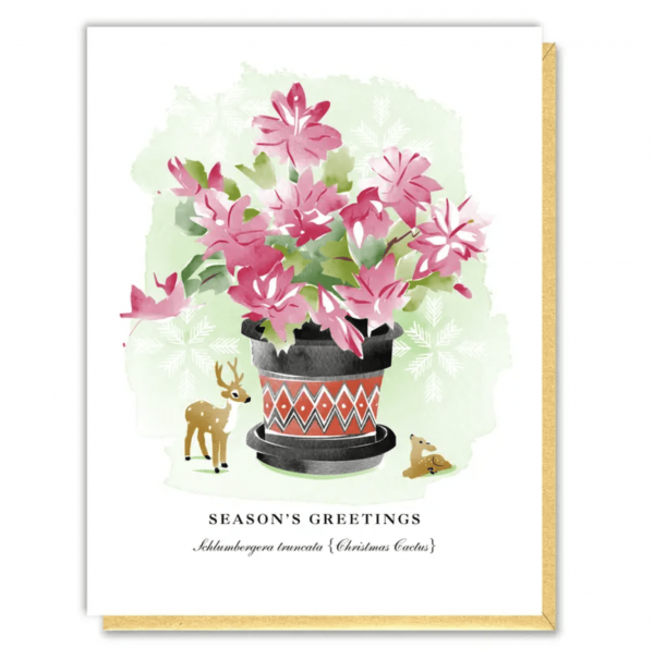 Christmas Cactus