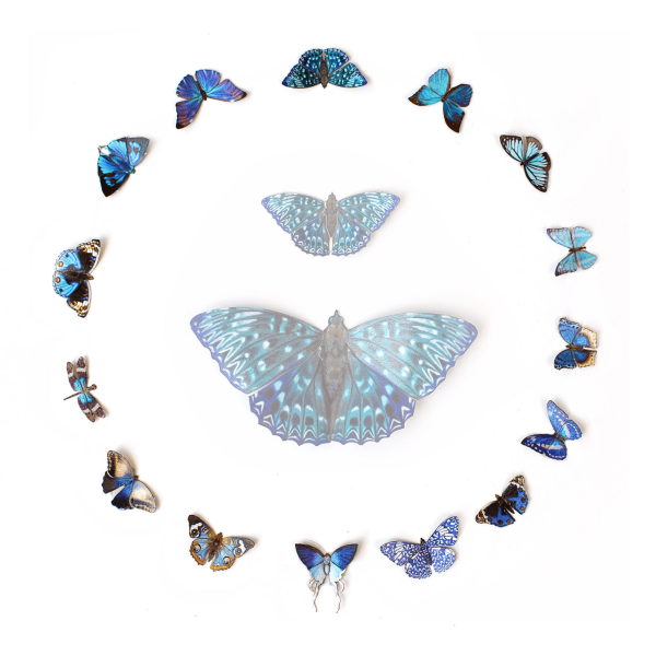 'Galaxy' Micro Moth & Butterfly Collection