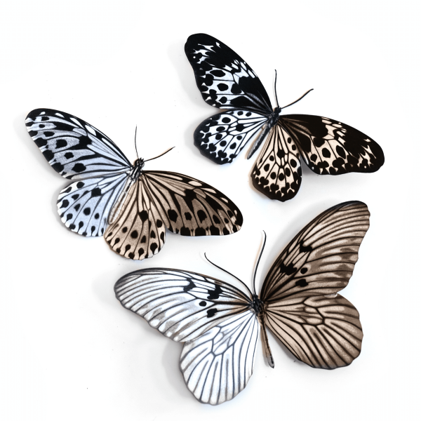 'Marble' Butterfly Set