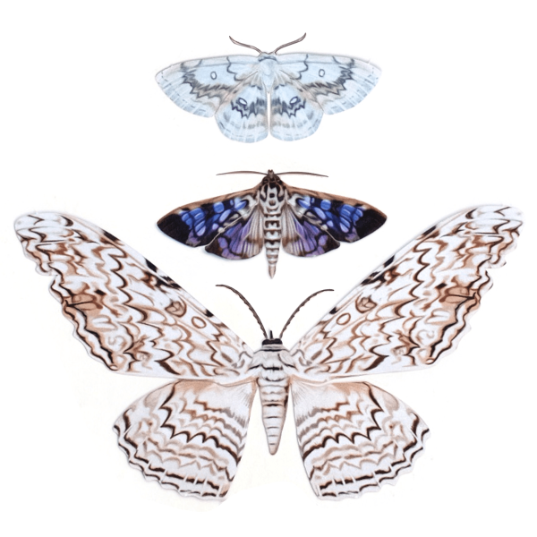 "Witch" Paper Moth Set