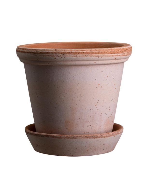 Flora Raw Rosa Set, 5.5"