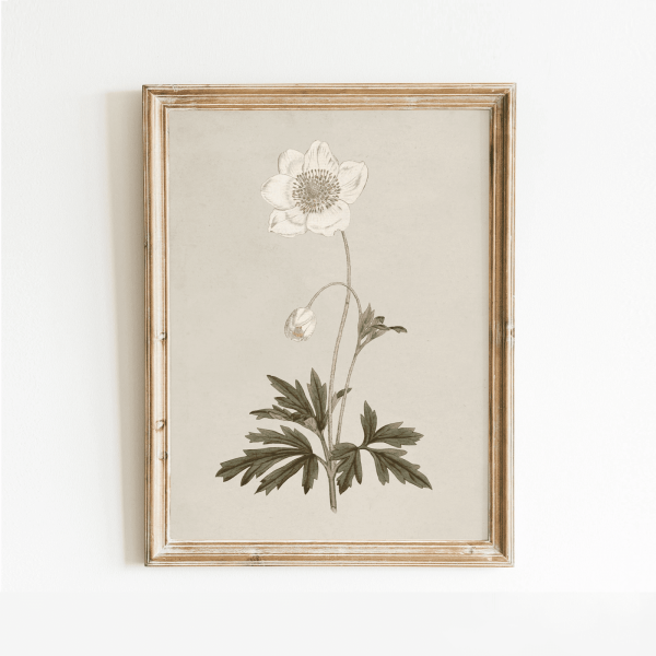 French Gray Botanical Print, 8x10