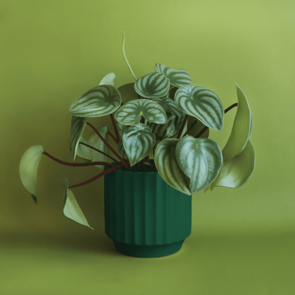 Monroe Pot, Rainforest/4.5"