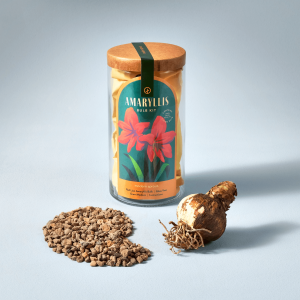 Amaryllis Winter Bulb Kit