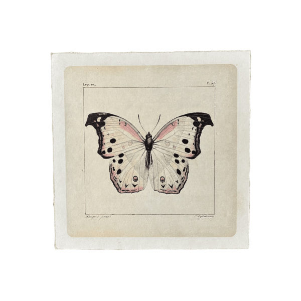 White Butterfly Art Print, 8x8