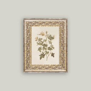 Rosa Framed Print