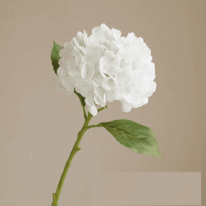 Pure White Hydrangea Bloom